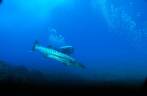 Barracuda gigante durante mergulho em Pedras Secas I, em Fernando de Noronha - PE (foto de Mateus Harfush - Ciliares)